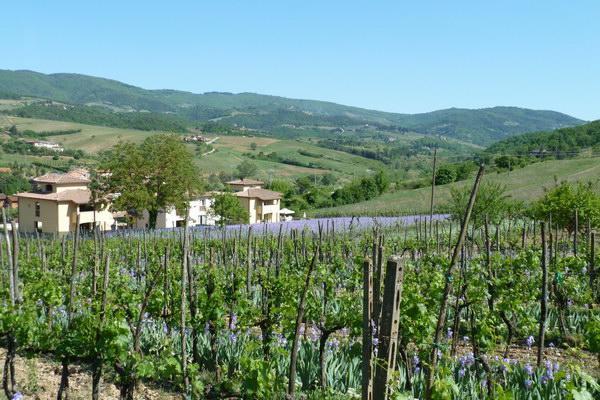 Casa Rosa Villa Greve in Chianti Eksteriør bilde